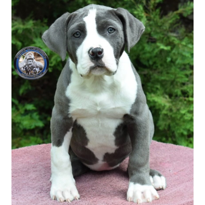 xl bully pups for sale female from Queen and Zeus