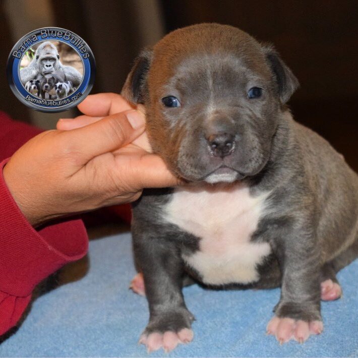 xl bully puppy for sale Chocolate Thunder and Dynasty male $4k