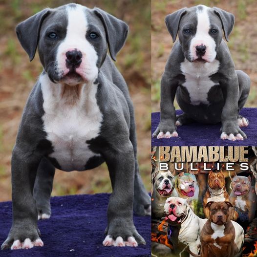 #Bamanews
 Beautiful blue girl with a phenomenal pedigree 
 BAMABLUEBULLIES 
 #P...