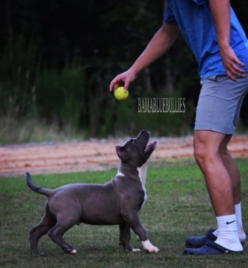 #Bamanews 
 This big boy is full of life
 BAMABLUEBULLIES 
 #americanbullypuppy
...