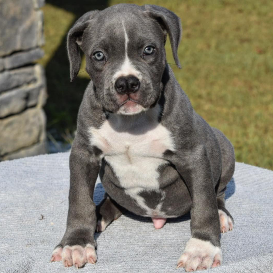 Charming XL Bully puppies for sale - Ready to bring happiness to your home!