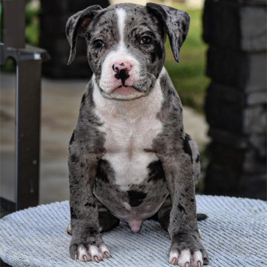 Adorable XL Bully puppies for sale - Ready to find their forever homes!