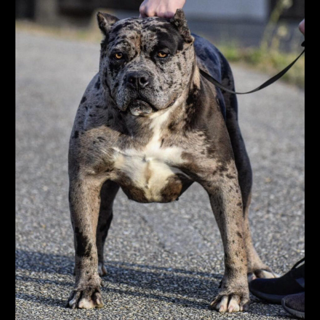 Pandora the Merle bully - Best XL Bully Breeder in Alabama