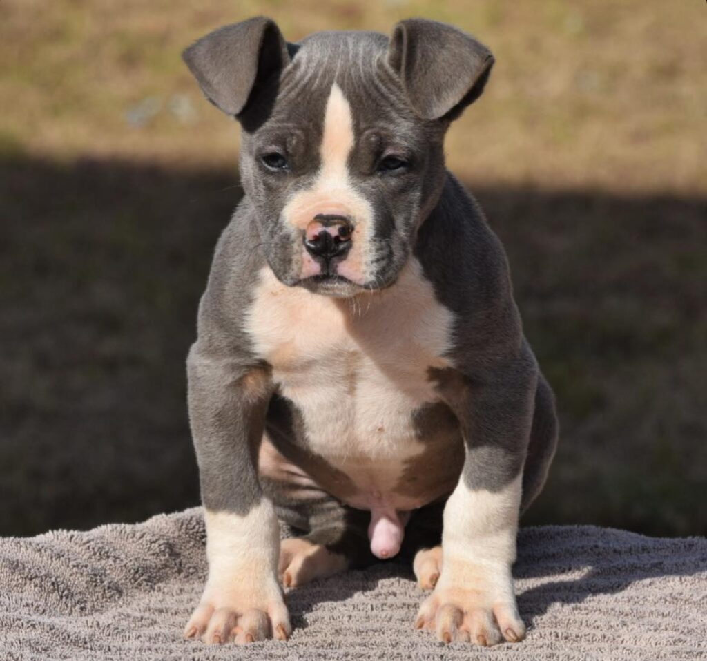 Blue male from Sully and Zoey - Xl Bully puppy for sale