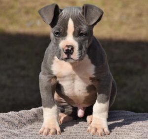 american bully male from sully and zoey $3k pet price
