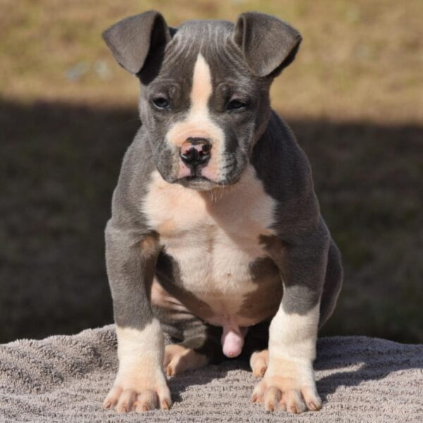 american bully male from sully and zoey $3k pet price