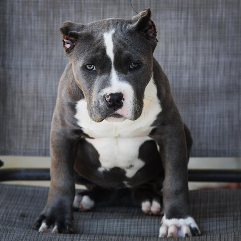 blue female 2 puppy from Big Eli and Barbie - Xl Bully puppy for sale