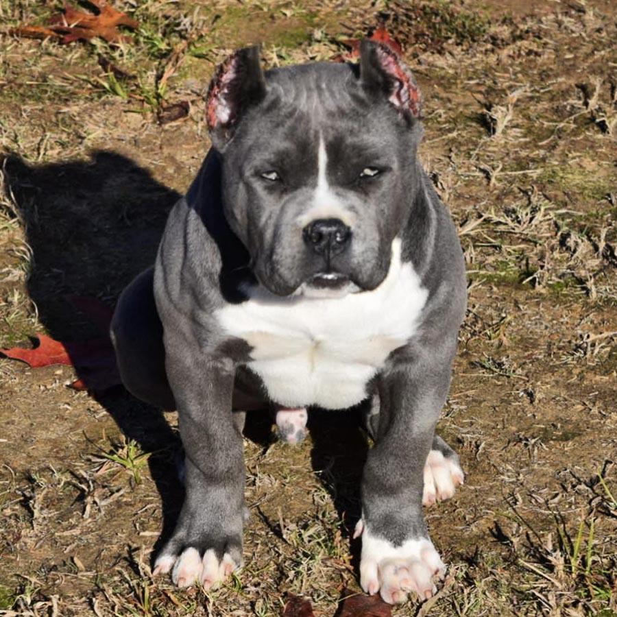 Blue male from Eli and Barbie - Xl Bully puppy for sale