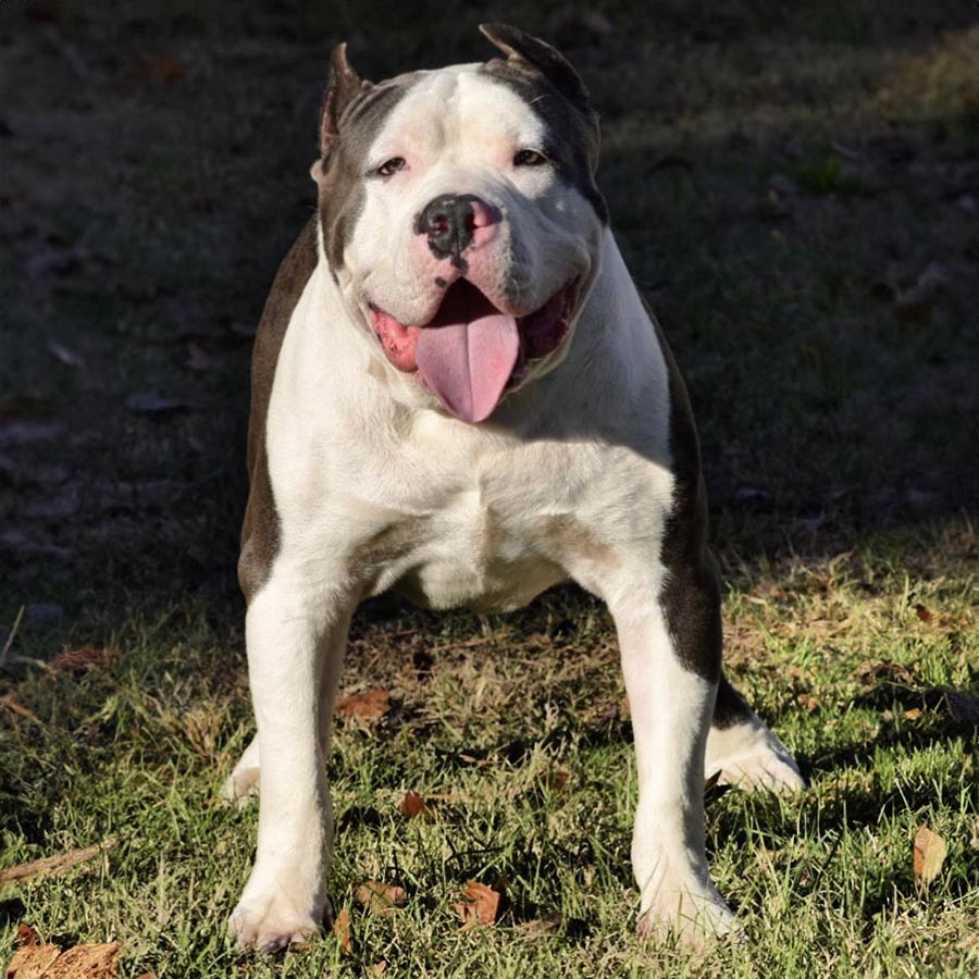 Bodacious Bo - Best choice for American xl Bully and Pitbull puppies available for sale