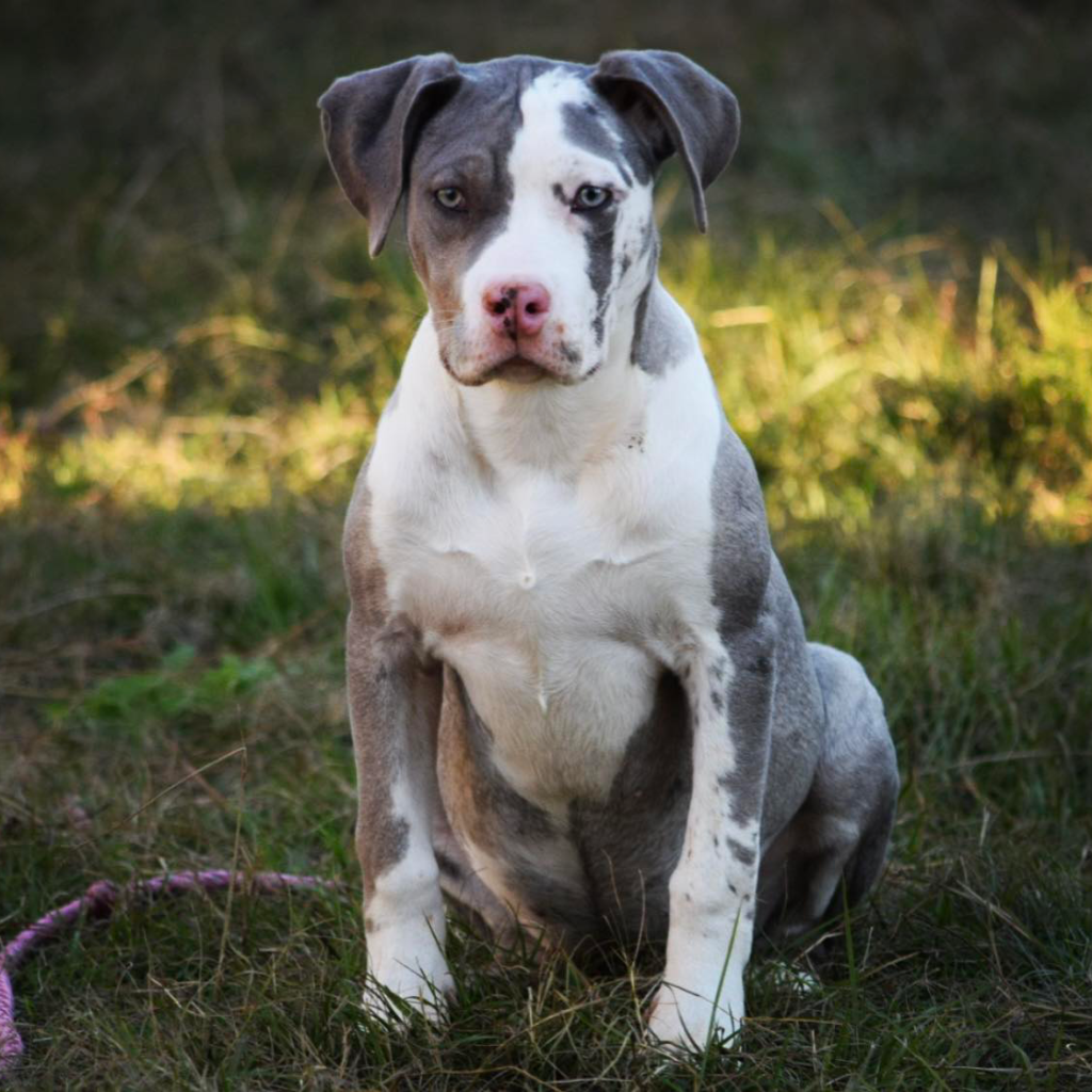Grey white Merle girl - Xl Bully puppy for sale