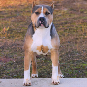 American Bully dog standing outdoors.