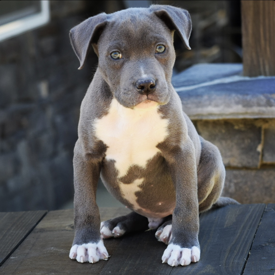 Blue male from Pandora and Suge - Xl Bully puppy for sale