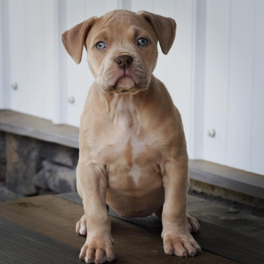 Xl fawn colored female - Xl Bully puppy for sale