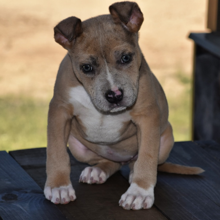 Xl lilac Merle female from Pandora and Suge - Xl Bully puppy for sale