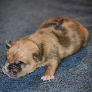 Newborn puppy sleeping on blue carpet.