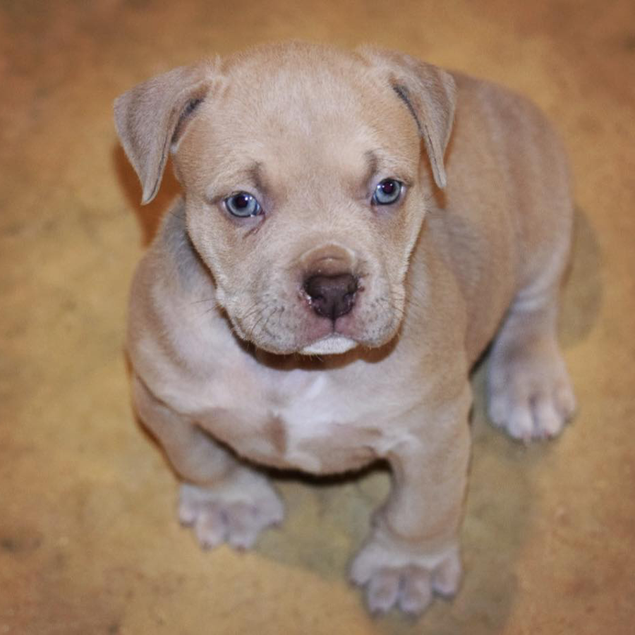 Xl fawn colored female - Xl Bully puppy for sale