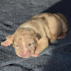 Newborn puppy sleeping on soft gray surface.