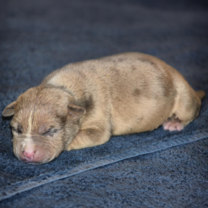 Newborn puppy sleeping on gray surface.
