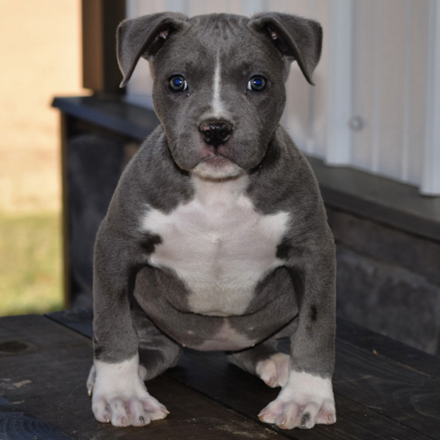 Xl American bully Blue female from Pandora and Suge