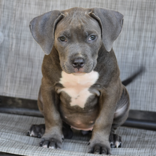 Adorable gray puppy sitting on a gray chair.