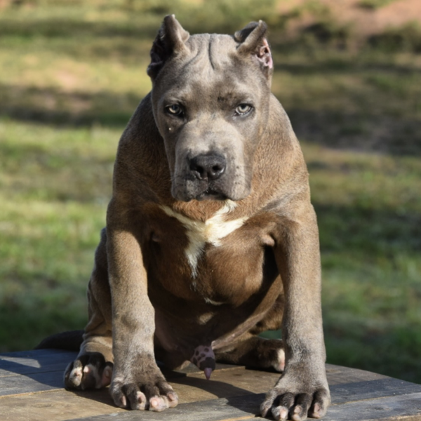 blue xl american bully male from pandora and suge