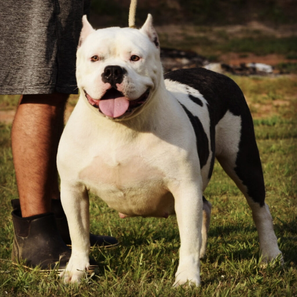 Diamond - Best choice for American xl Bully and Pitbull puppies available for sale