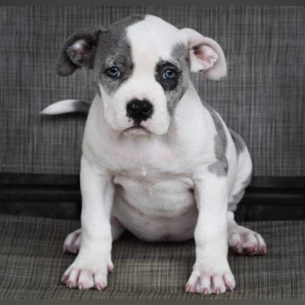 American bully Merle female from Diamond and DoughBoy