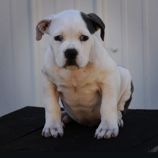 American XL Bully puppy, a male with a blue and white coat, offspring of DoughBoy and Diamond.